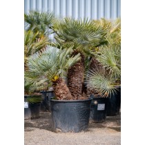 Chamaerops Humilis cerifera - Palmiers du Monde