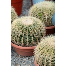 Echinocactus grusonii - Palmiers du Monde