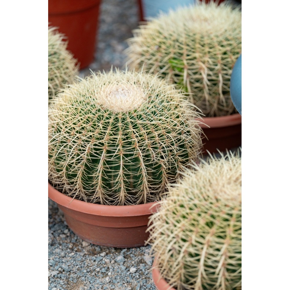 Echinocactus grusonii - Palmiers du Monde