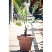 Pots italiens en terre cuite