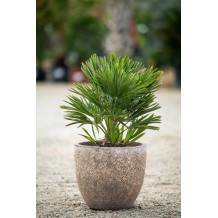 Pots en grès antique sable