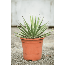 Agave angustifolia