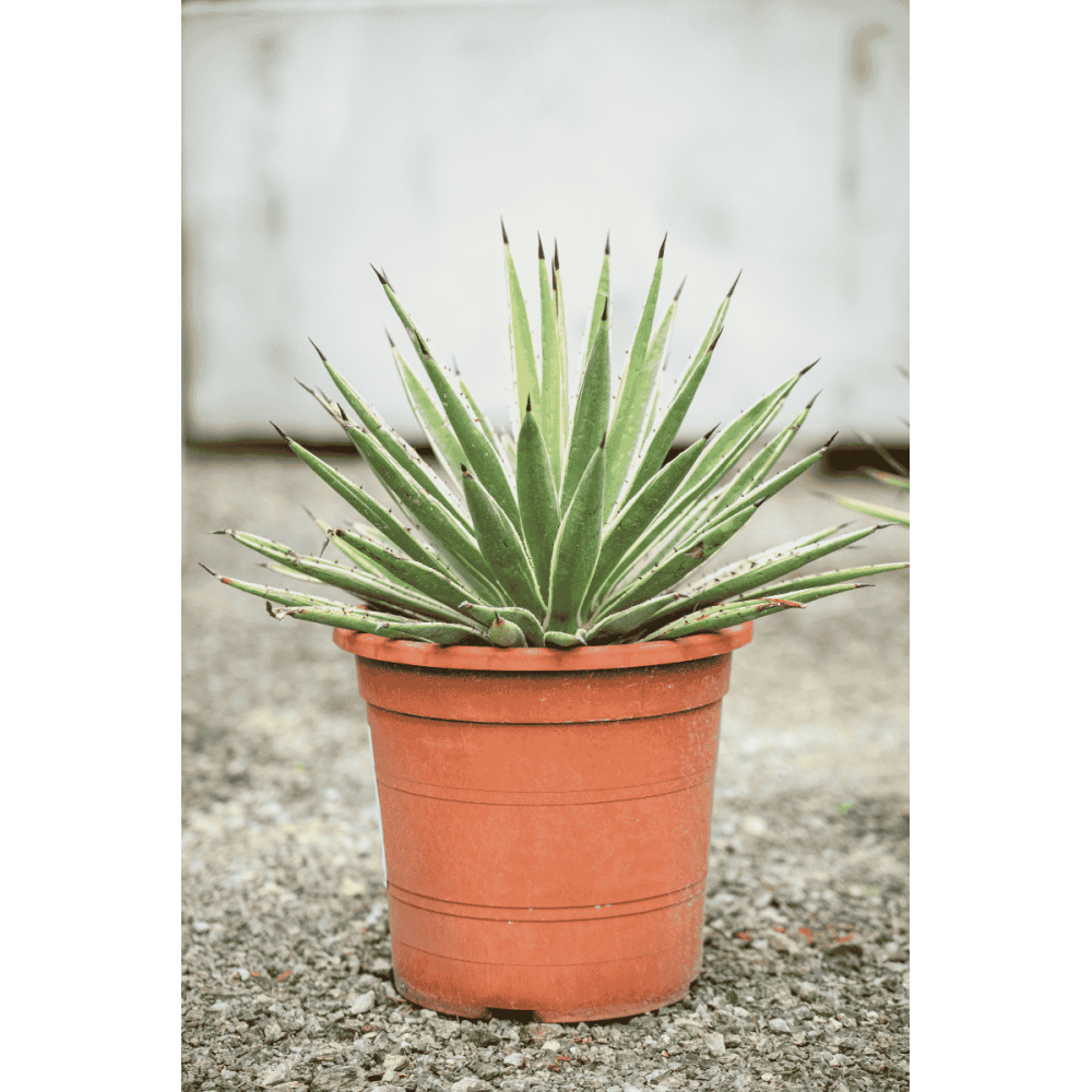 Agave angustifolia