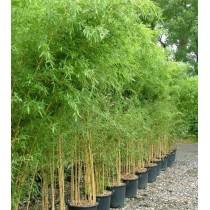 Phyllostachys aurea 