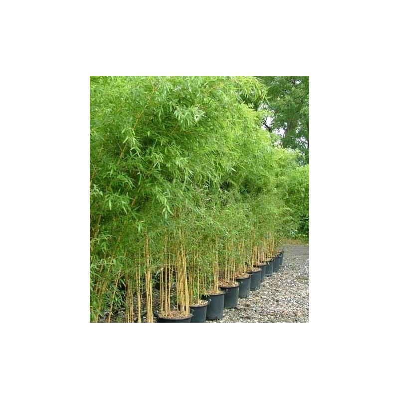 Phyllostachys aurea 