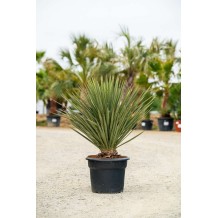 Yucca treculeana