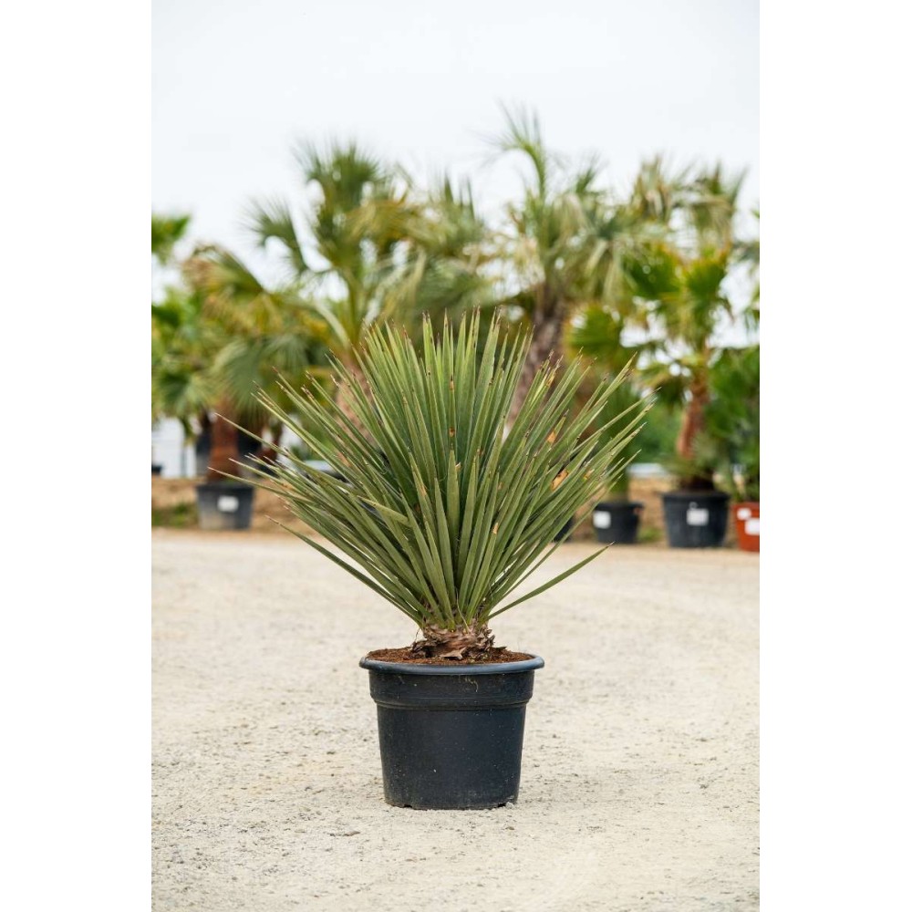 Yucca treculeana