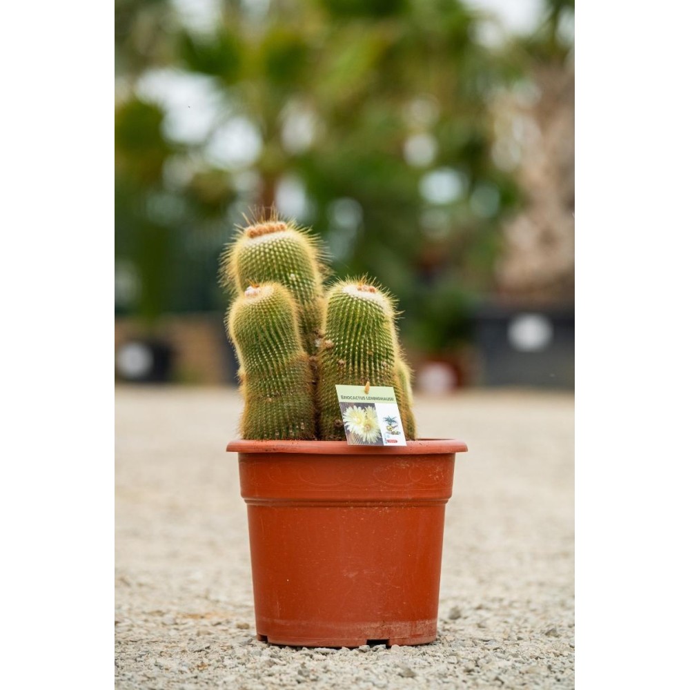 Eriocactus leninghausii