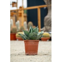 Agave ovatifolia "emerald"