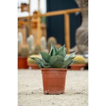 Agave ovatifolia "emerald"