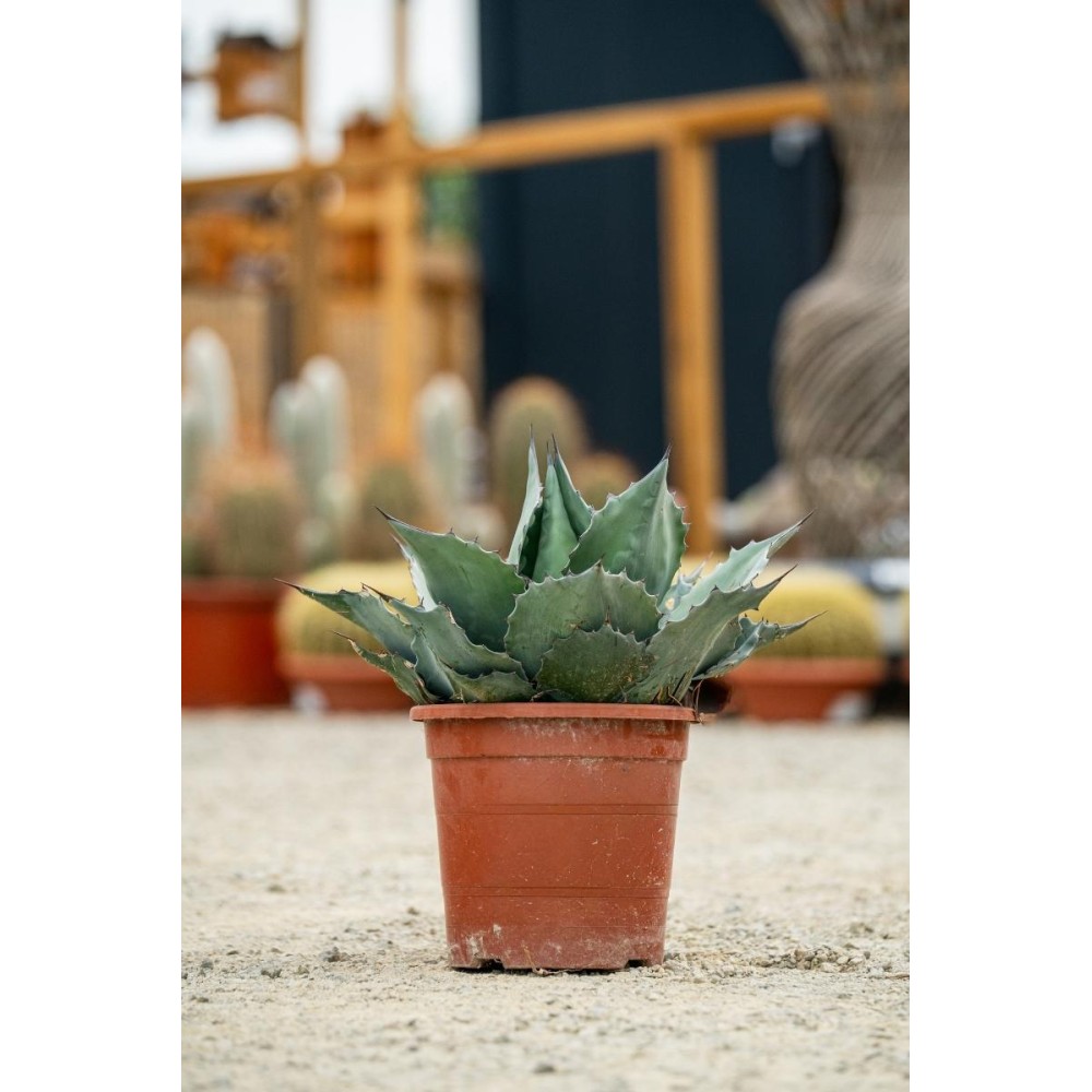 Agave ovatifolia "emerald"