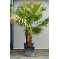 Livistona chinensis - Palmiers du Monde