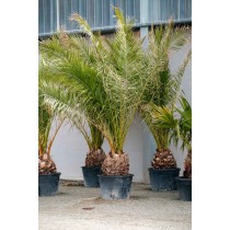Phoenix canariensis - Palmiers du Monde