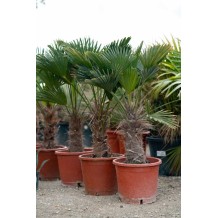 Trachycarpus wagnerianus - Palmiers du Monde