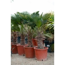 Trachycarpus wagnerianus - Palmiers du Monde