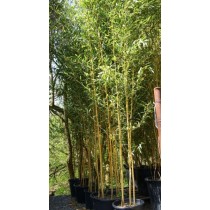 Phyllostachys aurea spectabilis