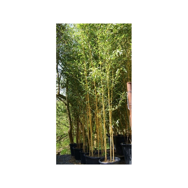 Phyllostachys aurea spectabilis