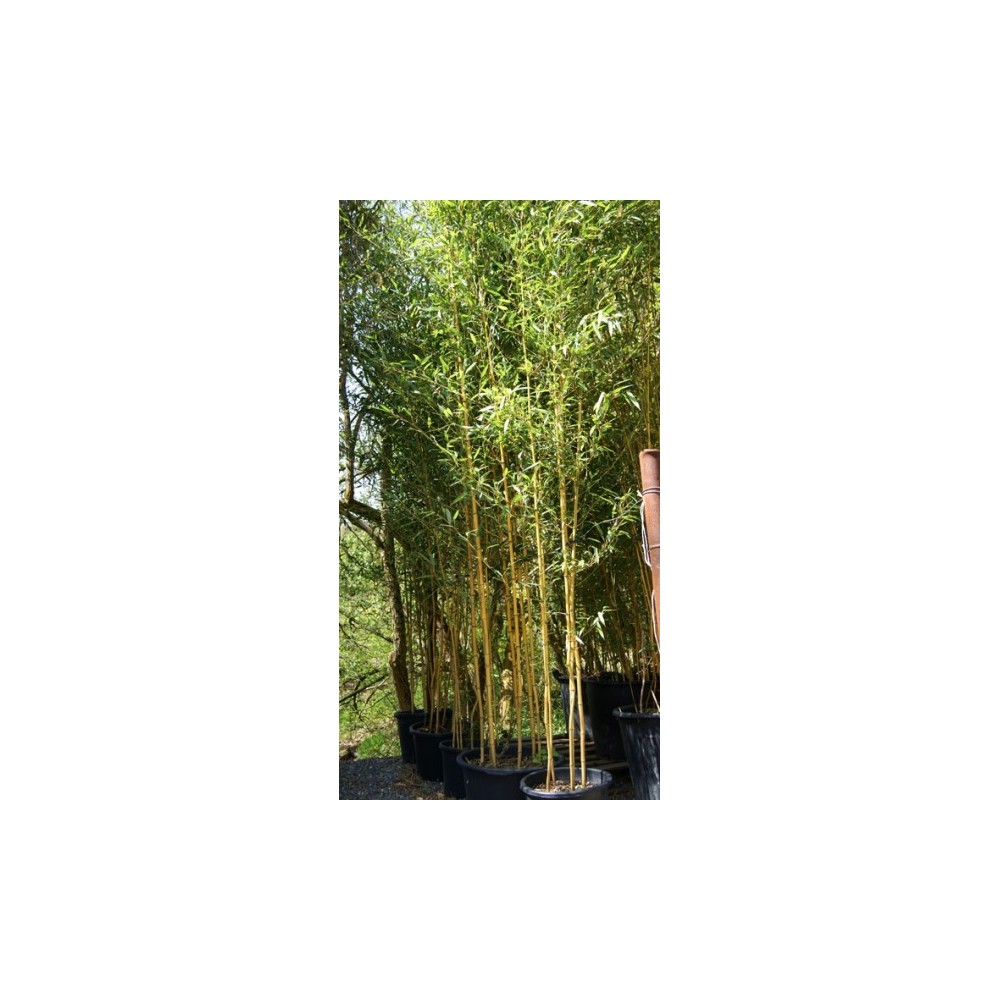 Phyllostachys aurea spectabilis
