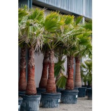Washingtonia robusta - Palmier du Monde
