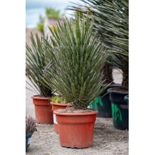 Yucca Filifera - Palmiers du Monde