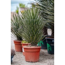 Yucca Filifera - Palmiers du Monde