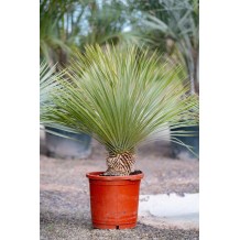 Yucca Rostrata - Palmiers du Monde