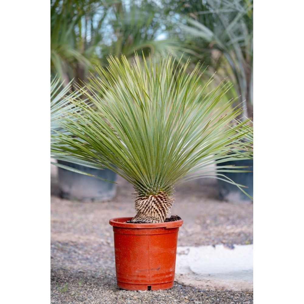 Yucca Rostrata - Palmiers du Monde