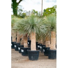 Yucca Rostrata - Palmiers du Monde