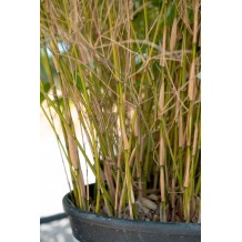 Fargesia rufa