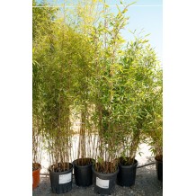 Fargesia 'Aurora'