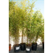 Fargesia 'Aurora'