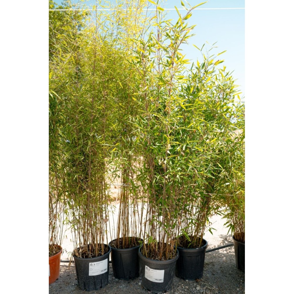 Fargesia 'Aurora'