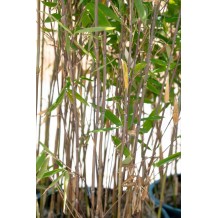 Fargesia 'Aurora'
