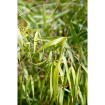 Fargesia scabrida 'Asian Wonder'