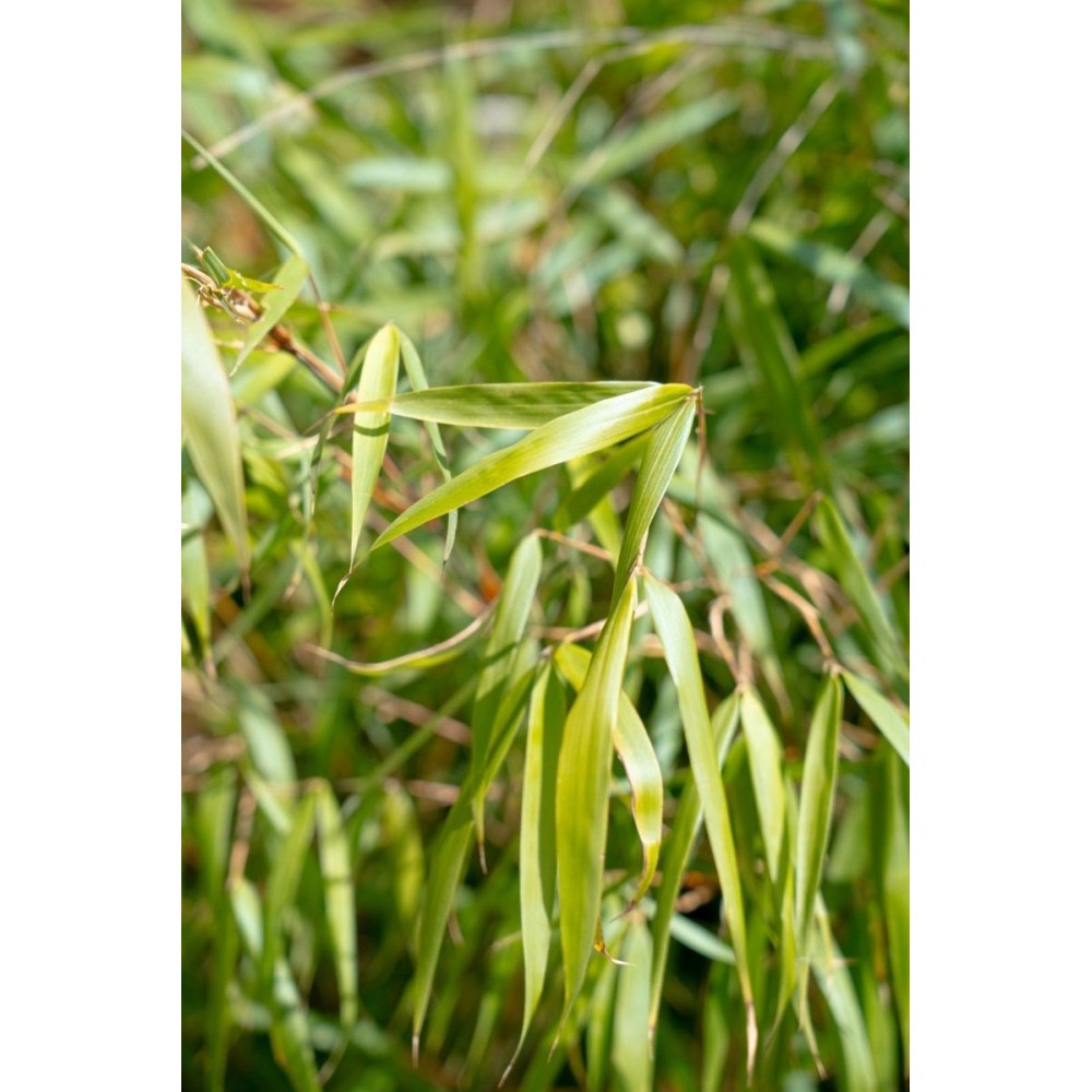 Fargesia scabrida 'Asian Wonder'