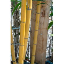 Phyllostachys viridis 'Sulphuréa'