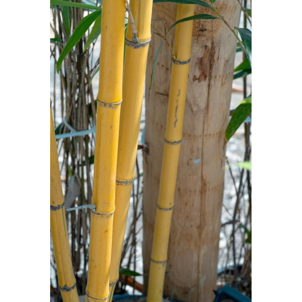 Phyllostachys viridis 'Sulphuréa'