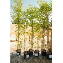 Phyllostachys humilis