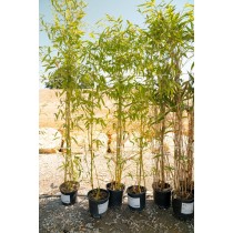 Phyllostachys humilis