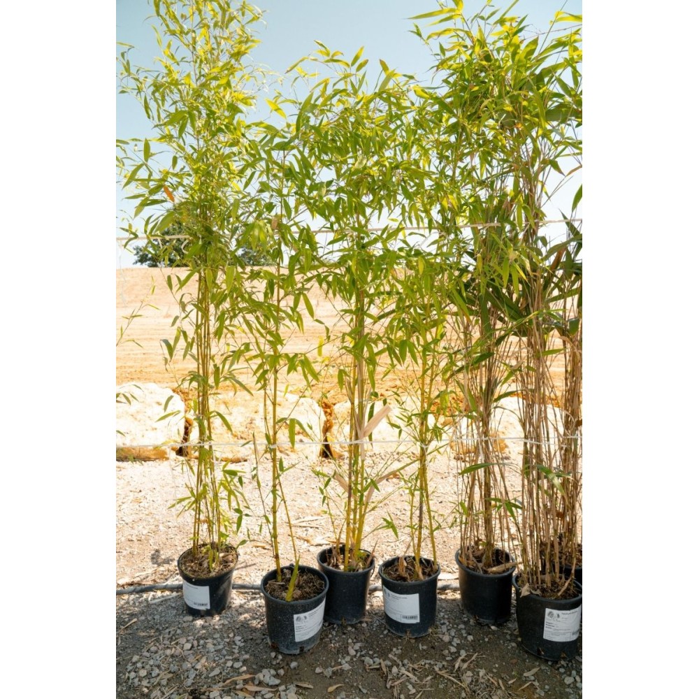 Phyllostachys humilis