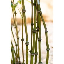 Chimonobambusa tumidissinoda 'Microphylla'
