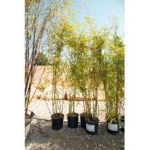 Chimonobambusa tumidissinoda 'Microphylla'