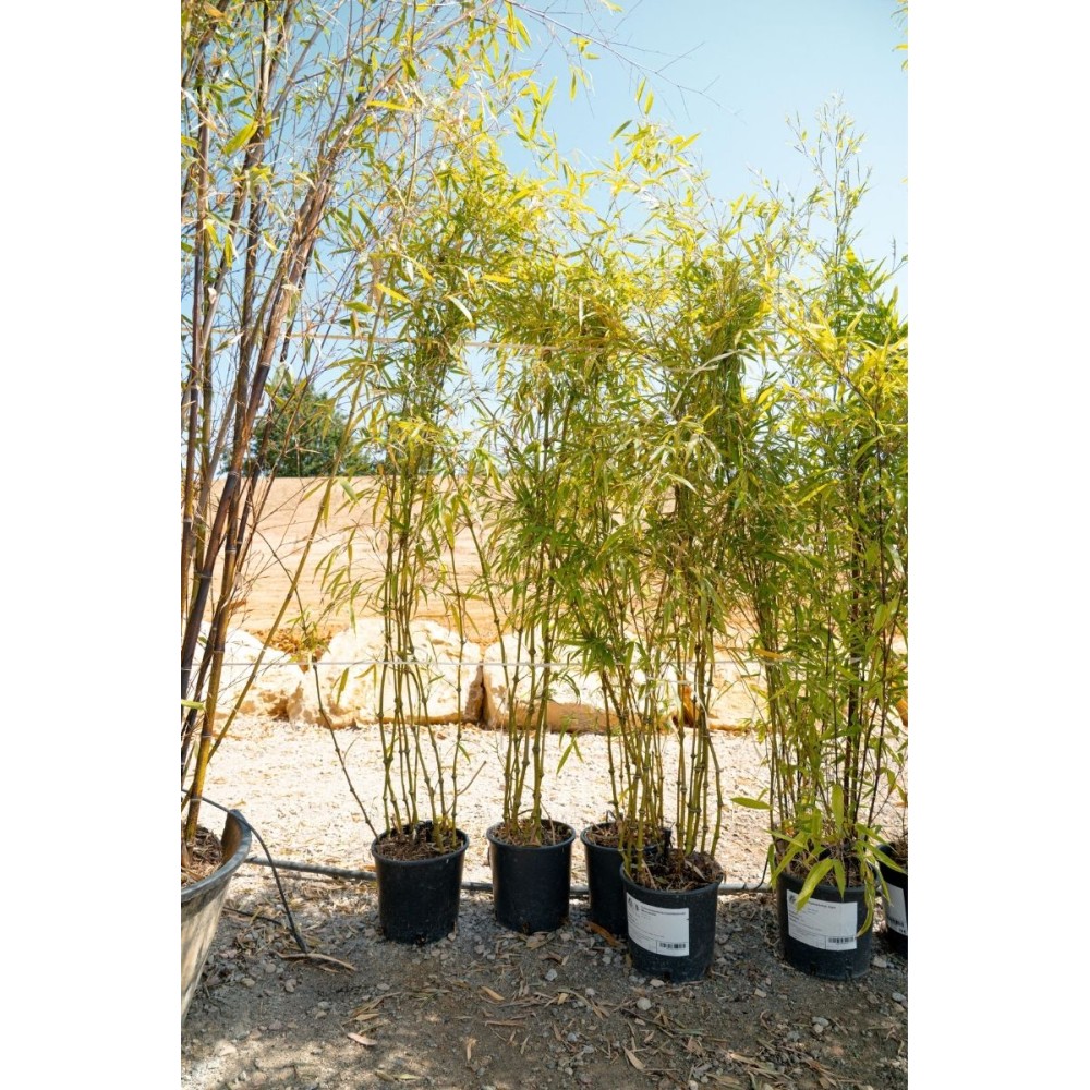 Chimonobambusa tumidissinoda 'Microphylla'