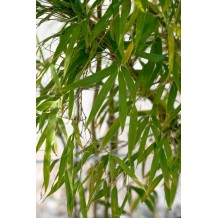 Chimonobambusa tumidissinoda 'Microphylla'