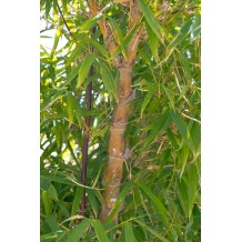 Bambusa ventricosa - Palmiers du Monde