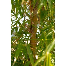 Bambusa ventricosa - Palmiers du Monde