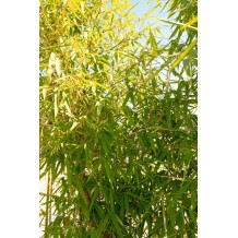 Bambusa ventricosa - Palmiers du Monde