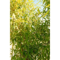 Bambusa ventricosa - Palmiers du Monde