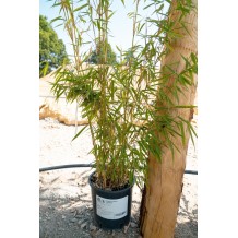 Fargesia robusta 'Campbell'