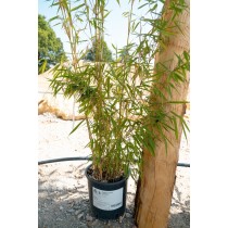 Fargesia robusta 'Campbell'